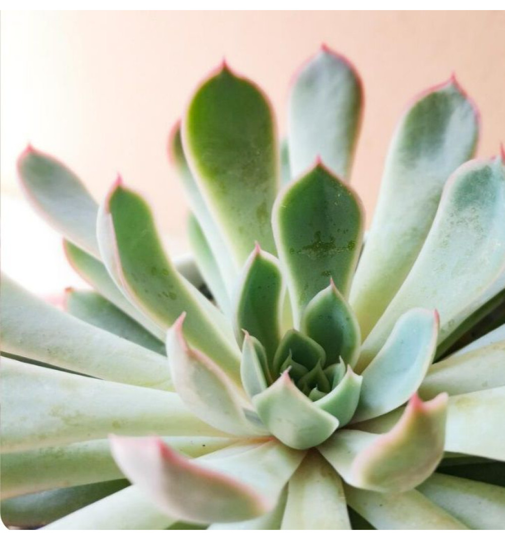 Эхеверия Линдсиана