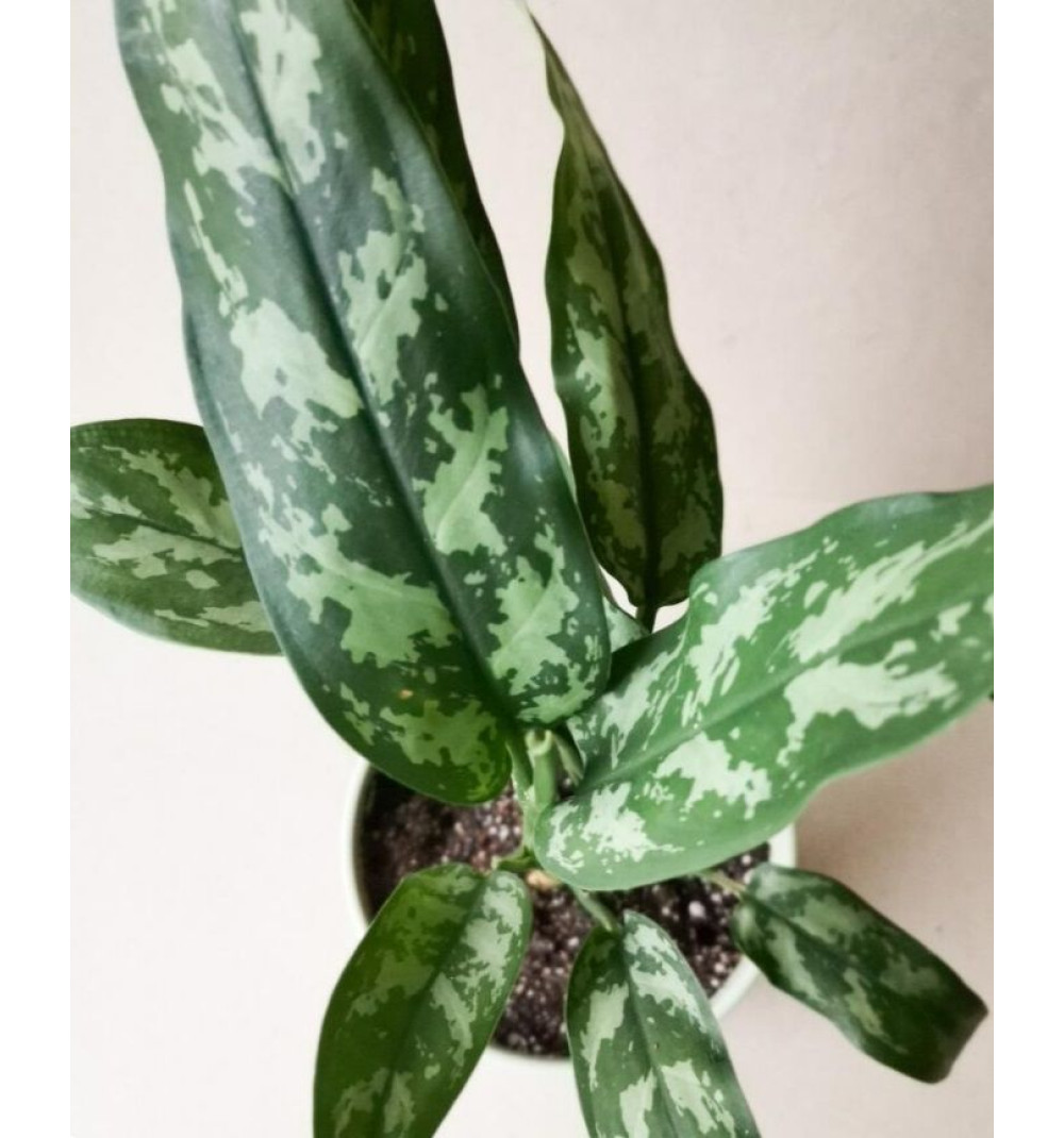 Аглаонема Мари в керамическом горшочке